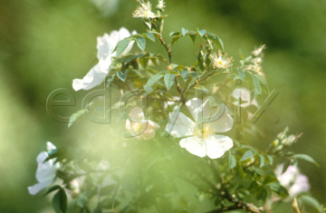 Comp image : flow0302 : Wild rose