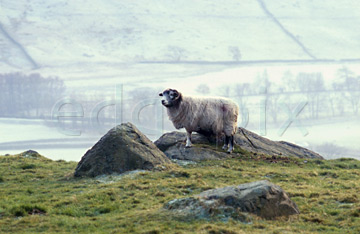 Comp image : ld01002 : A lone Herdwick sheep, the unique breed of the English Lake District