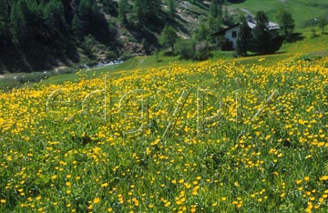 Comp image : sils0404 