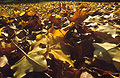 Ground level view of back-lit fallen autumn leaves Ground level view of back-lit fallen autumn leaves