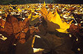 Ground level view of back-lit fallen autumn leaves Ground level view of back-lit fallen autumn leaves