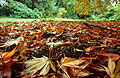 Ground level view of fallen autumn leaves, with green woodland in the background Ground level view of fallen autumn leaves, with green woodland in the background