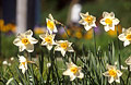 White and yellow daffodils in sunshine, with a churchyard out of focus in the background White and yellow daffodils in sunshine, with a churchyard out of focus in the background