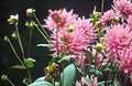 Pink dahlias
