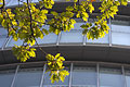 Looking up at windows of City Hall, London, with branches of a tree in the foreground. Building designed by Foster and Partners, and home to the GLA.