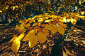 Golden leaves in an English wood just caught by autumn sun Golden leaves in an English wood just caught by autumn sun