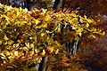 Golden leaves caught by autumn sun in an English wood Golden leaves caught by autumn sun in an English wood