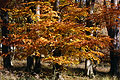 Golden-orange leaves caught by autumn sunshine in an English wood Golden-orange leaves caught by autumn sunshine in an English wood