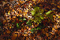 A few green bramble leaves growing through a carpet of fallen leaves on the ground in dappled autumn sunshine in an English wood A few green bramble leaves growing through a carpet of fallen leaves on the ground in dappled autumn sunshine in an English wood