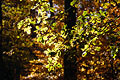 Last remaining green leaves against an out of focus autumn background in a wood Last remaining green leaves against an out of focus autumn background in a wood