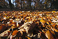 Ground level close-up of sunlit fallen autumn leaves, with trees of an English wood in the background Ground level close-up of sunlit fallen autumn leaves, with trees of an English wood in the background