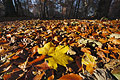 Ground level close-up of sunlit fallen autumn leaves, a maple leaf prominent, with trees of an English wood in the background Ground level close-up of sunlit fallen autumn leaves, a maple leaf prominent, with trees of an English wood in the background