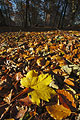 Ground level close-up of sunlit fallen autumn leaves, a maple leaf prominent, with trees of an English wood in the background Ground level close-up of sunlit fallen autumn leaves, a maple leaf prominent, with trees of an English wood in the background
