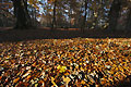 Sunlit autumn leaves cover the ground in a clearing in an English wood, with trees in shadow in the background Sunlit autumn leaves cover the ground in a clearing in an English wood, with trees in shadow in the background