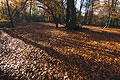 Shadows across sunlit autumn leaves on the ground in a clearing in an English wood, with trees in the background Shadows across sunlit autumn leaves on the ground in a clearing in an English wood, with trees in the background