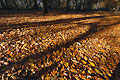 Shadows fall across a sunlit carpet of autumn leaves on the ground of a clearing in an English wood Shadows fall across a sunlit carpet of autumn leaves on the ground of a clearing in an English wood