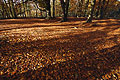 Shadows fall across a sunlit carpet of autumn leaves on the ground of a clearing in an English wood, with trees in the background Shadows fall across a sunlit carpet of autumn leaves on the ground of a clearing in an English wood, with trees in the background