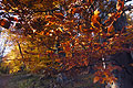 Deep orange autumn leaves seen against the light Deep orange autumn leaves seen against the light