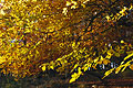 Greeny-gold autumn leaves seen against the light Greeny-gold autumn leaves seen against the light