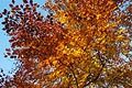 Strong orange sunlit autumn leaves against a blue sky Strong orange sunlit autumn leaves against a blue sky