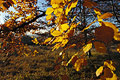 Golden leaves caught by autumn sun Golden leaves caught by autumn sun
